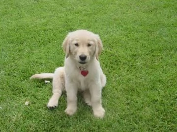 Cuccioli di Golden Retriever con pedigree enci | Foto 0