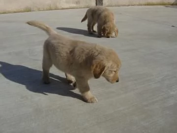 Cuccioli di Golden Retriever con pedigree enci