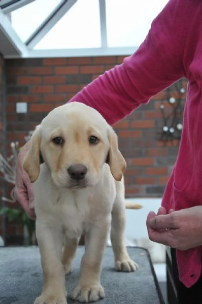 disponibili cuccioli labrador retriever  | Foto 0