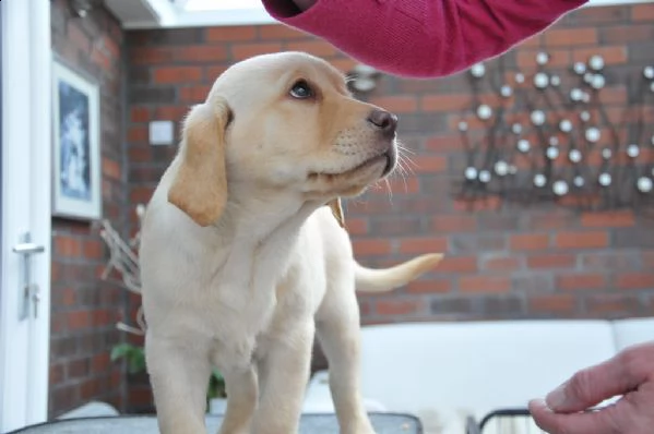 disponibili cuccioli labrador retriever 