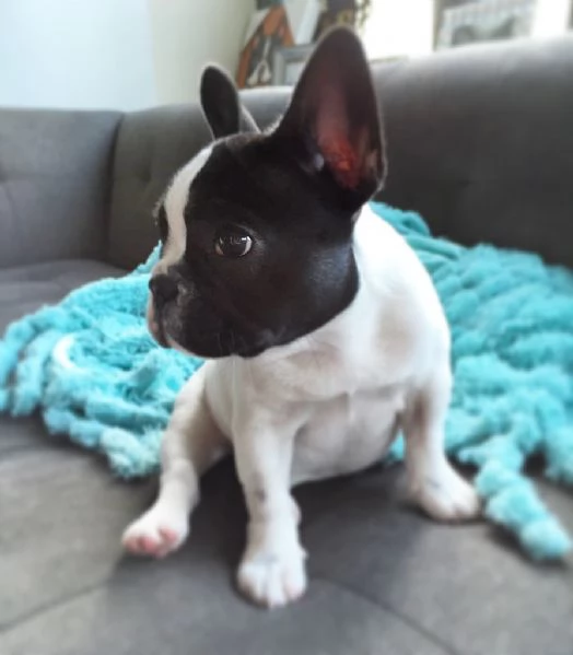 cuccioli di  Bouledogue Francese