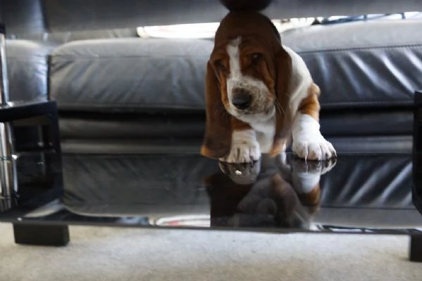 Cuccioli di  Basset- Hound