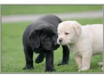 REAGLO CUCCIOLI DI LABRADOR RETRIEVER