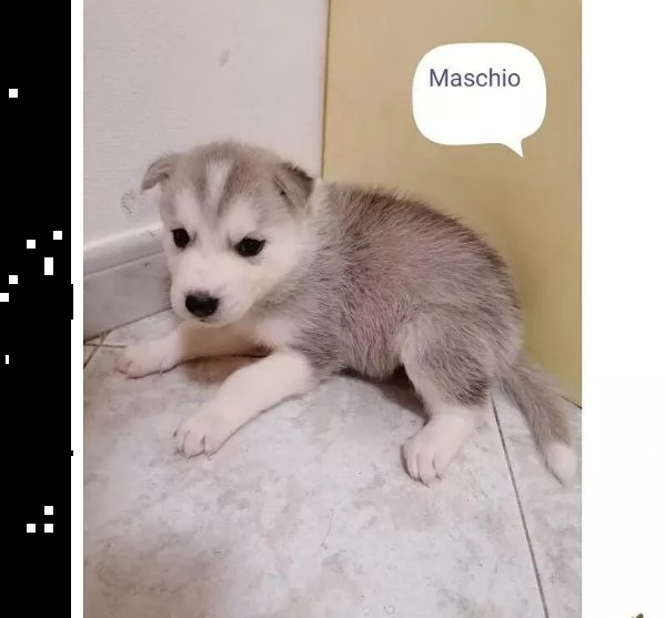 adotta un cucciolo di husky whatsapp (0039 353 317 4023 ) | Foto 2