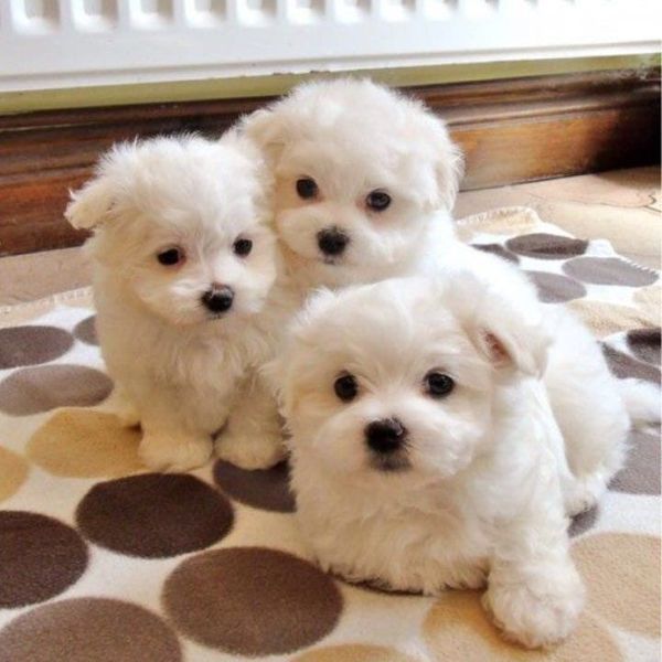 bellissimi cuccioli di maltese teacup in vendita bellissimi cuccioli di teacup maltese pronti per og | Foto 0