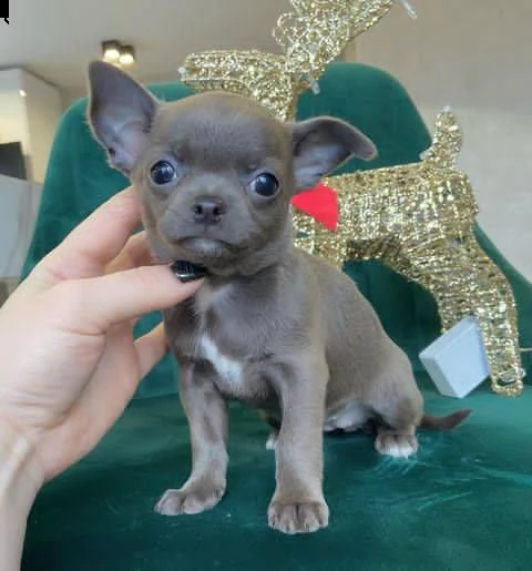 cuccioli di chihuahua carini e adorabili per l'adozione urgente questi chihuahua hanno tutti i colpi