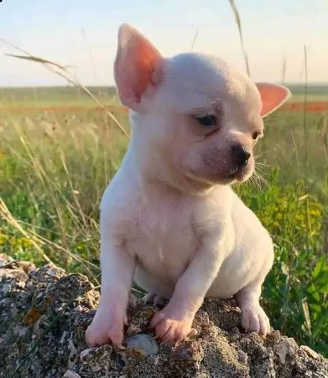 due cuccioli di chihuahua di razza pura (maschi a pelo corto) in blu fulvo e nero focato stanno cerc | Foto 0