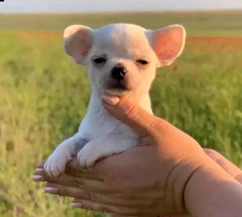 due cuccioli di chihuahua di razza pura (maschi a pelo corto) in blu fulvo e nero focato stanno cerc