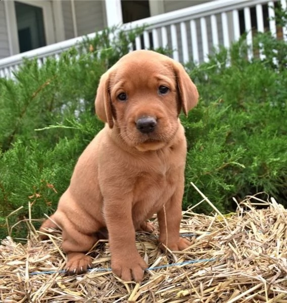 cuccioli di goldern retreiver in adozione