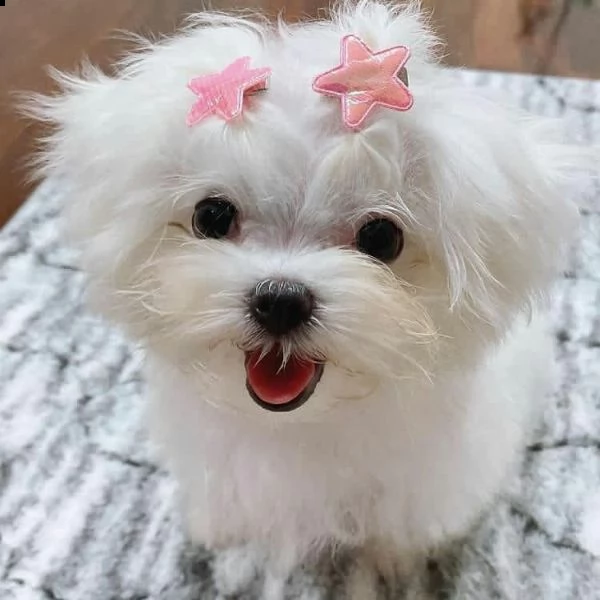 adorabili cuccioli di maltese da tè per una famiglia amorevole abbiamo adorabili cuccioli maltesi ma | Foto 0