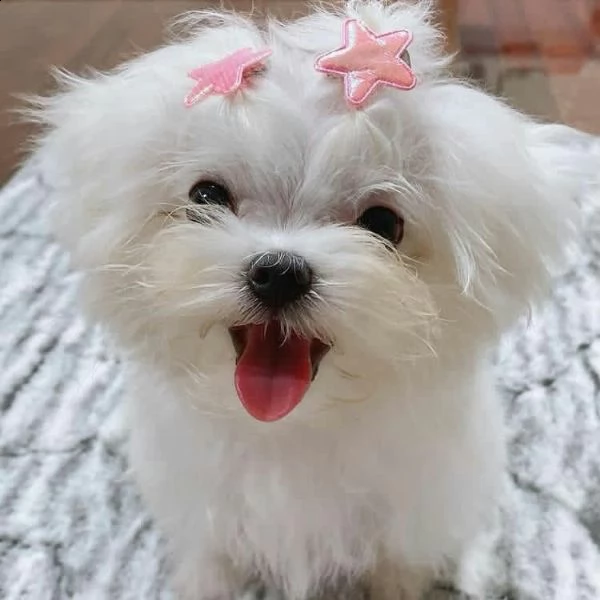 adorabili cuccioli di maltese da tè per una famiglia amorevole abbiamo adorabili cuccioli maltesi ma