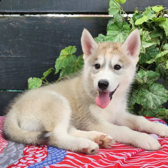 regalo siberian husky con pedigree consegna con : libretto sanitario, vaccini certificati dal veteri | Foto 0