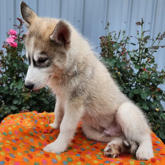 regalo siberian husky con pedigree consegna con : libretto sanitario, vaccini certificati dal veteri