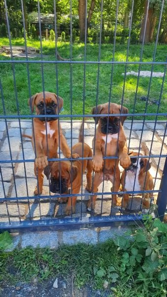 cuccioli di boxer cercano ora la loro nuova casa