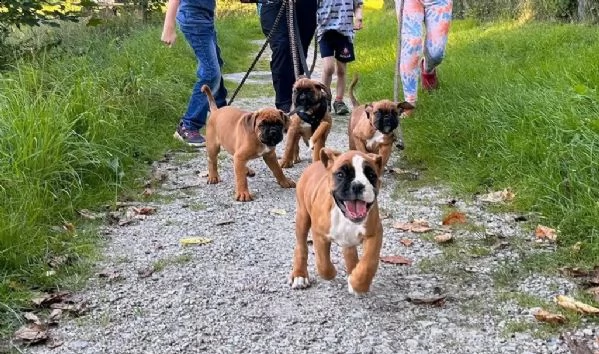 cuccioli di boxer cercano ora la loro nuova casa | Foto 1