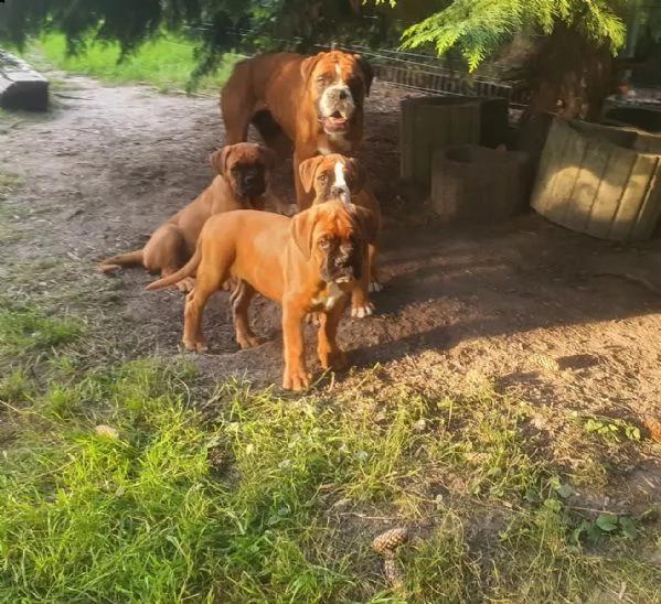 cuccioli di boxer cercano ora la loro nuova casa | Foto 0