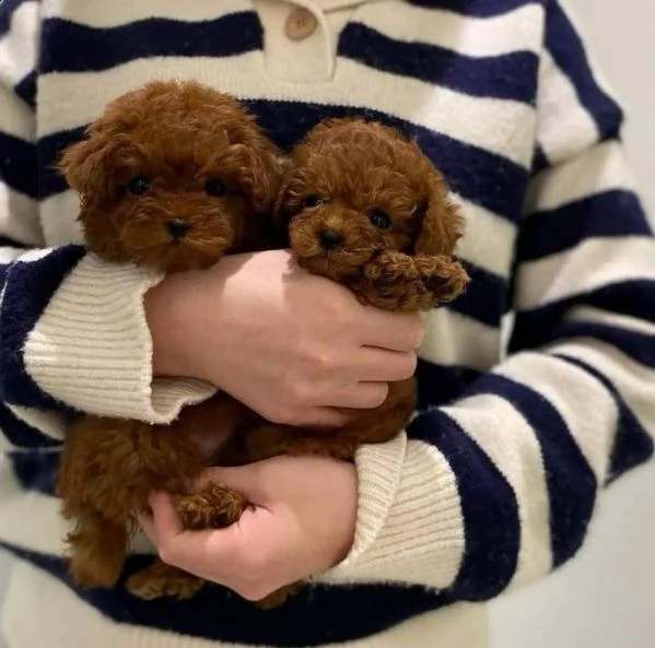 cuccioli di barboncini adorabili con tazza da tè | Foto 1