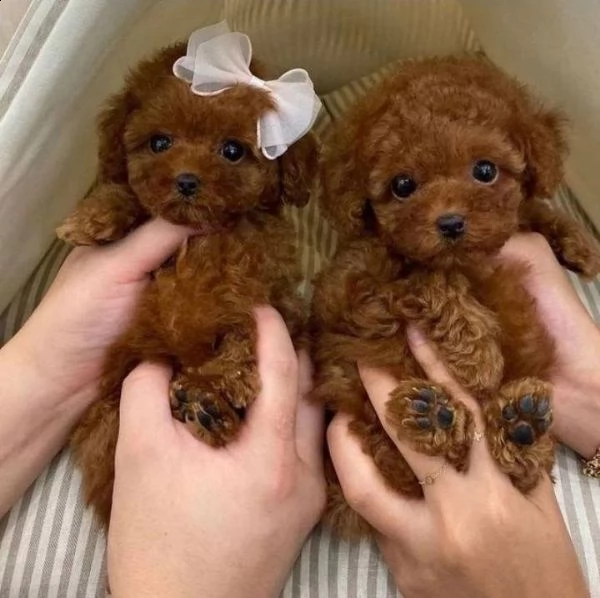 cuccioli di barboncini adorabili con tazza da tè | Foto 0