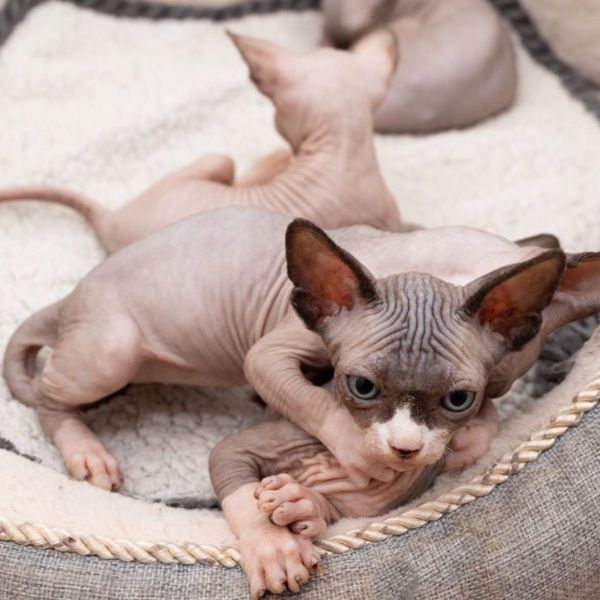 bellissimi gattini sphynx | Foto 1