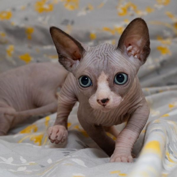 bellissimi gattini sphynx | Foto 0