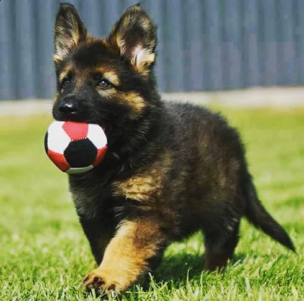 regalo cuccioli pastore tedesco cuccioli di pastore tedesco sono 3 femmine e 2 maschio. le foto sono