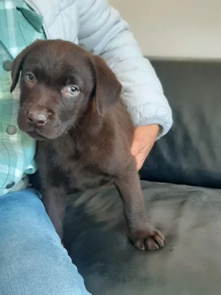 regalo cuccioli di labrador whatsapp ( 0039 353 317 4023 ) | Foto 2