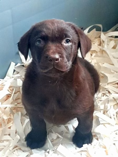 regalo cuccioli di labrador whatsapp ( 0039 353 317 4023 ) | Foto 0