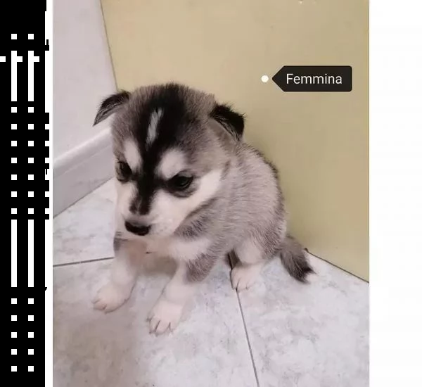 adotta un cucciolo di husky whatsapp (0039 353 317 4023 ) | Foto 1