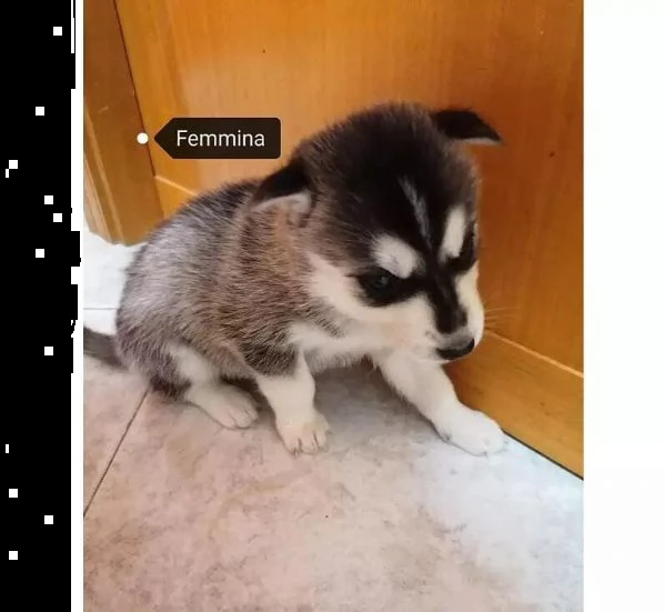 adotta un cucciolo di husky whatsapp (0039 353 317 4023 ) | Foto 0