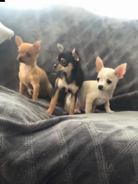 bellissimi cuccioli di chihuahua