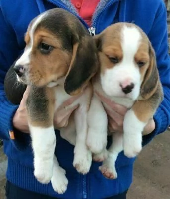 regalo cuccioli di beagle