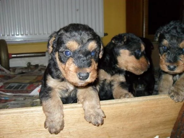 cuccioli di airedale terrier