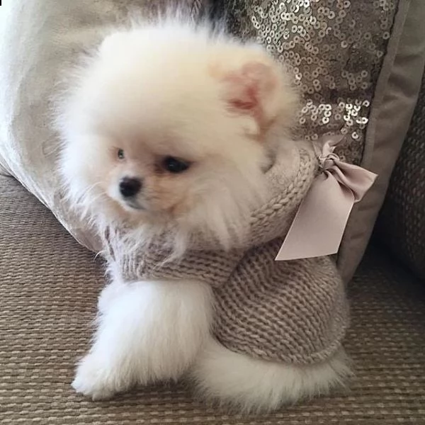 simpatici cuccioli di pomerania per il reinserimento (+393512351560)