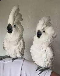 pappagalli cacatua accoppiati disponibili