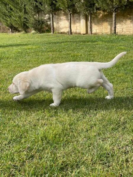 regalo cuccioli di labrador whatsapp ( 0039 353 317 4023 ) | Foto 2