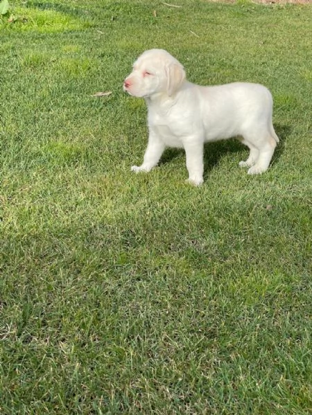 regalo cuccioli di labrador whatsapp ( 0039 353 317 4023 ) | Foto 0