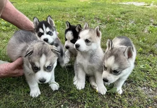 adotta un cucciolo di husky whatsapp (0039 353 317 4023 )