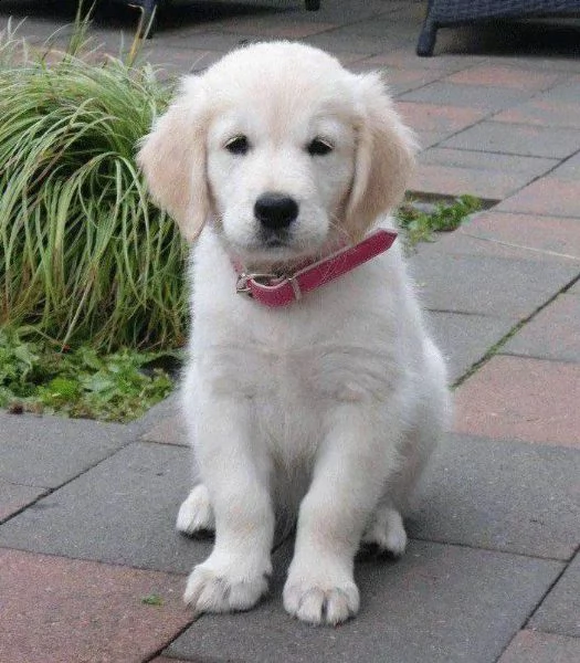 cuccioli maschi di golden retriever!!!