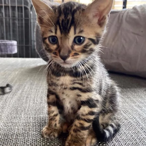 cuccioli di gatti bengala