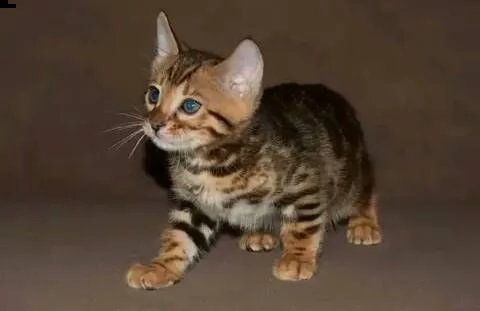 disponibile bengala brown spotted tabby | Foto 0