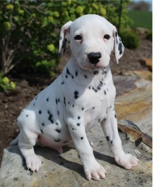 cuccioli di dalmata in adozione