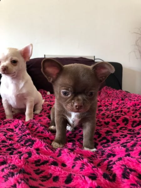 disponibili cuccioli di chihuahua