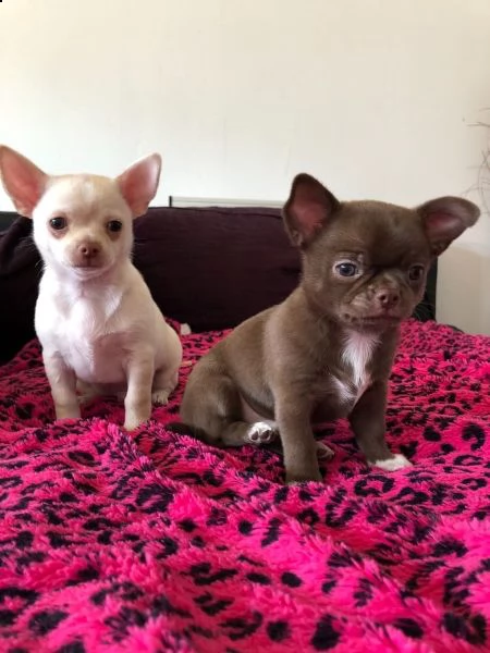 disponibili cuccioli di chihuahua | Foto 3