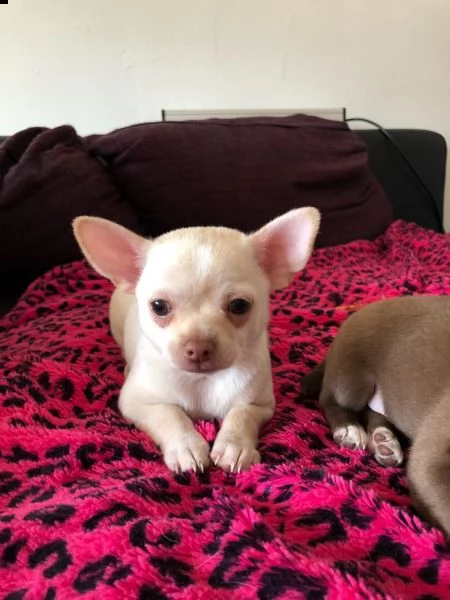 disponibili cuccioli di chihuahua | Foto 1