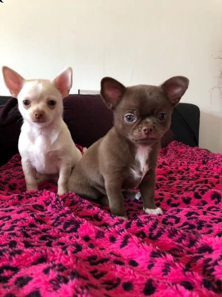 disponibili cuccioli di chihuahua | Foto 0