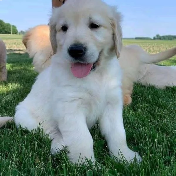 cucciole di golden retriever di circa 3 mesi!!!