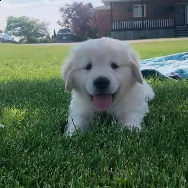 disponibili cuccioli di golden retriever.!!!