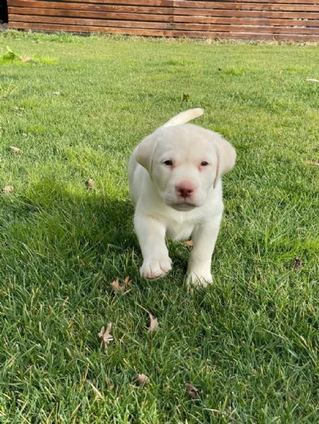 regalo cuccioli di labrador whatsapp ( 0039 353 317 4023 )