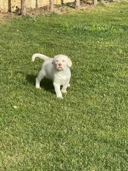 regalo cuccioli di labrador whatsapp ( 0039 353 317 4023 ) | Foto 1