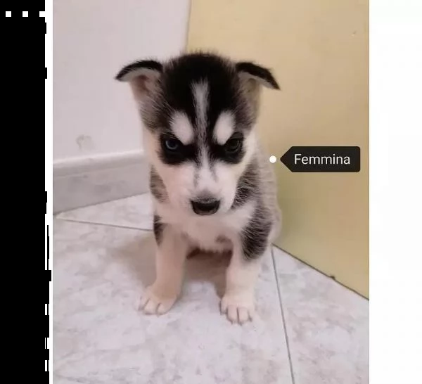 adotta un cucciolo di husky whatsapp (0039 353 317 4023 ) | Foto 0